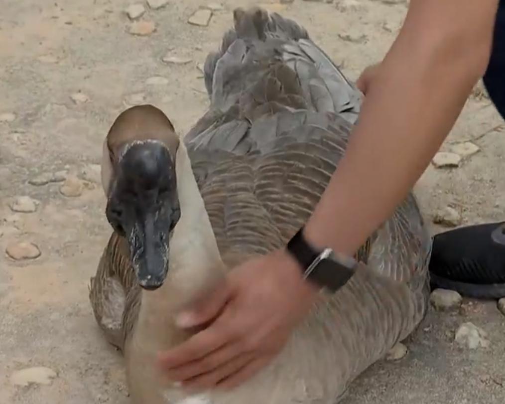 养鹅创业致富门路,90后小伙创业林下养殖大鹅