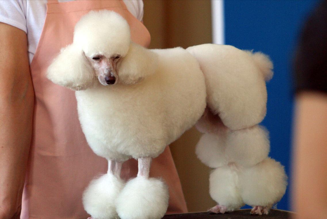 泰迪贵宾犬怎样区分,泰迪贵宾犬怎么区分