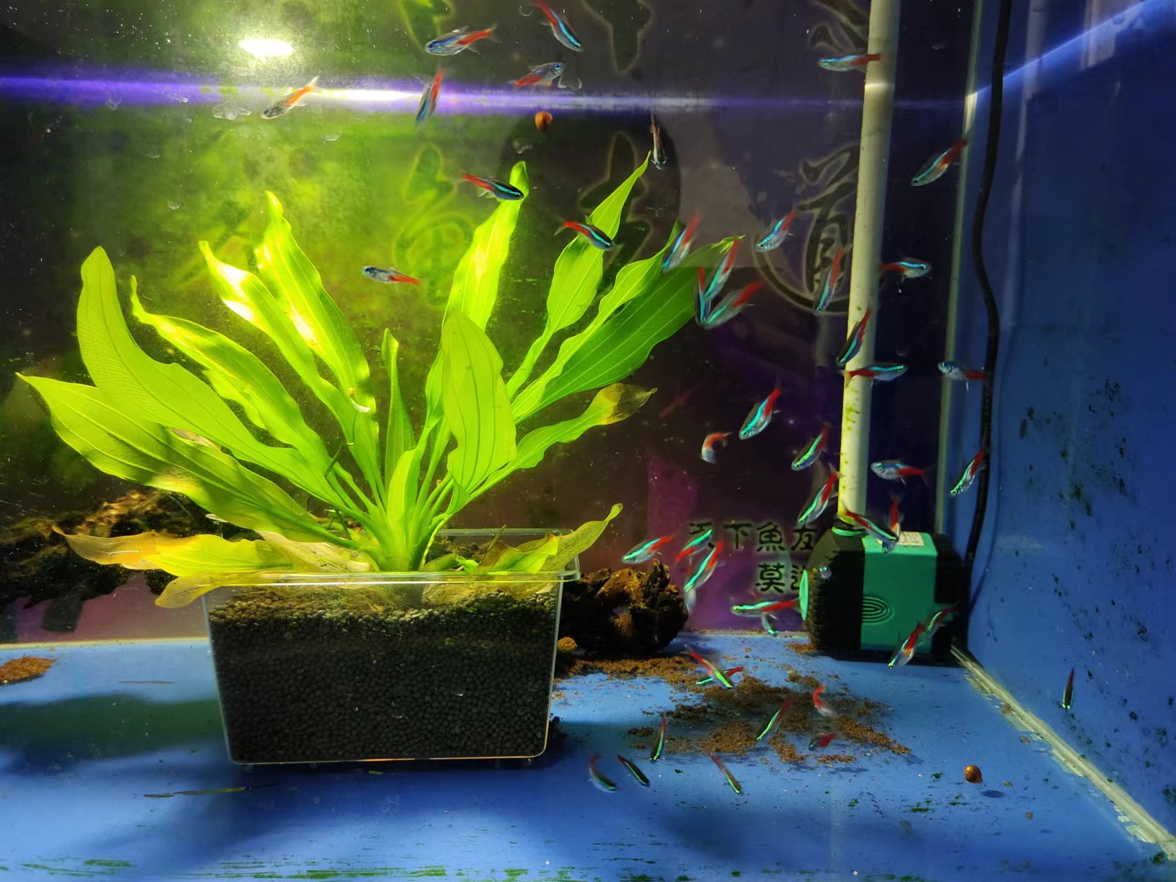 浮萍水草买回来怎么消毒,水草睡莲打理