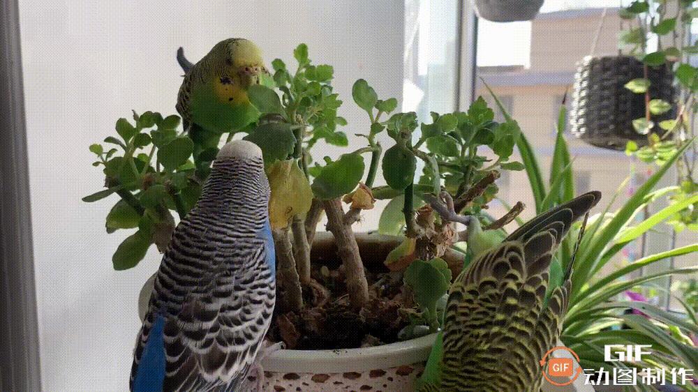 家里的花都被猫弄了怎么办,家里的花被别人摘了怎么办