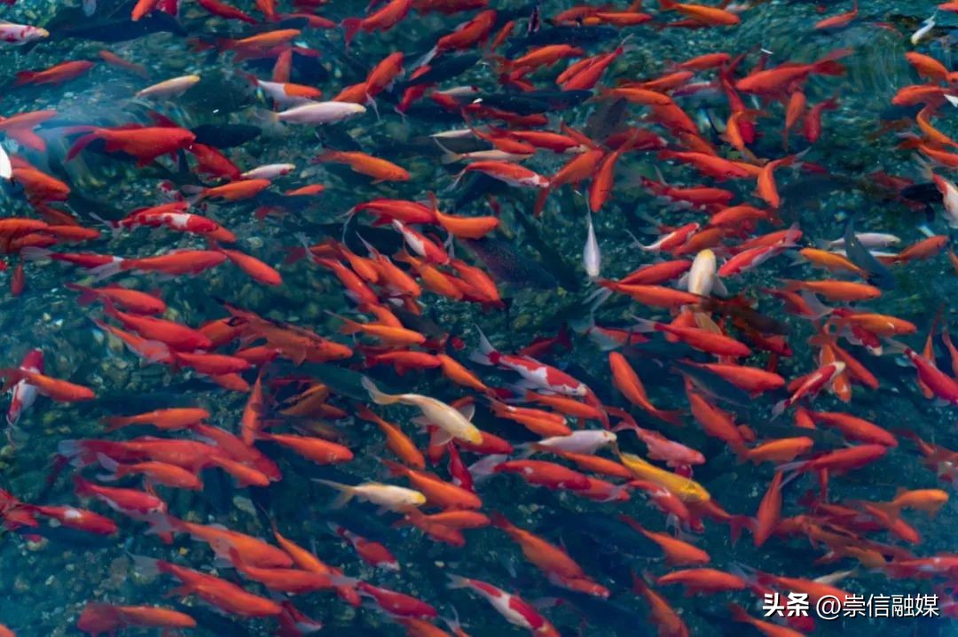 填志愿必看全国3013所高校名单,报志愿需注意392所大学名单真假