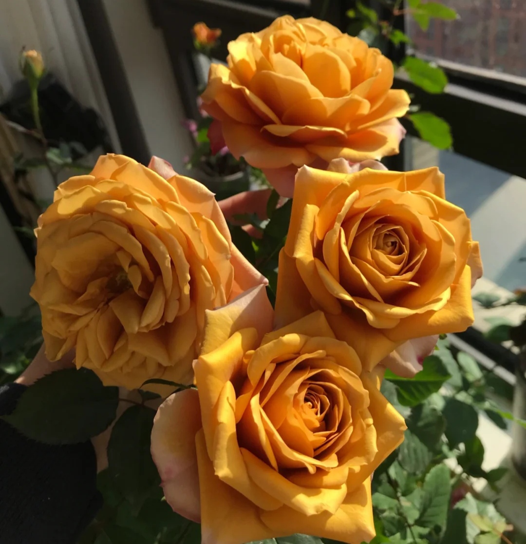 月季花有哪些品种是最好的,月季花有两万多个品种视频