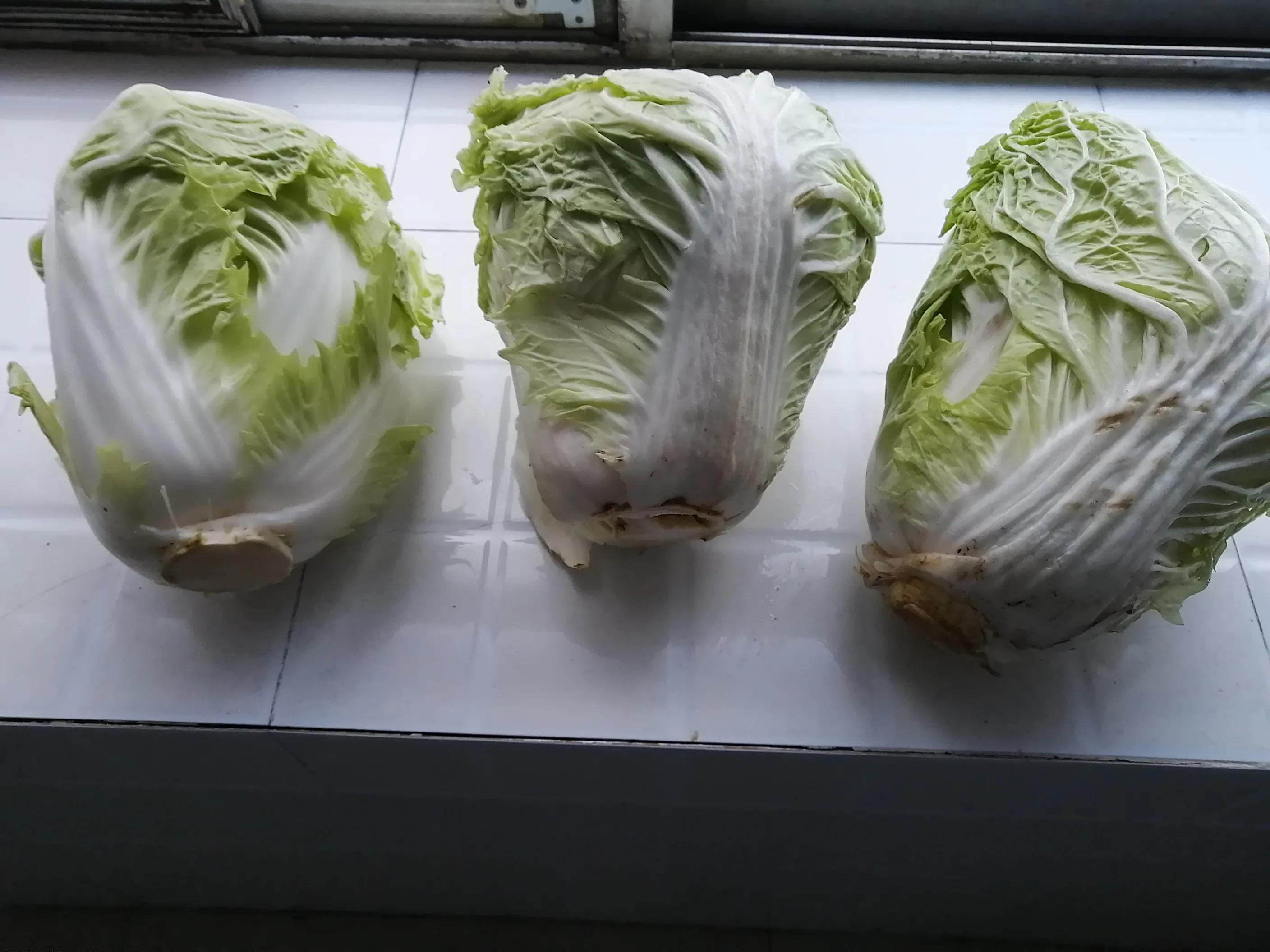 为啥这位白发老人卖白菜，赚钱又快又多，一小时净赚100多元