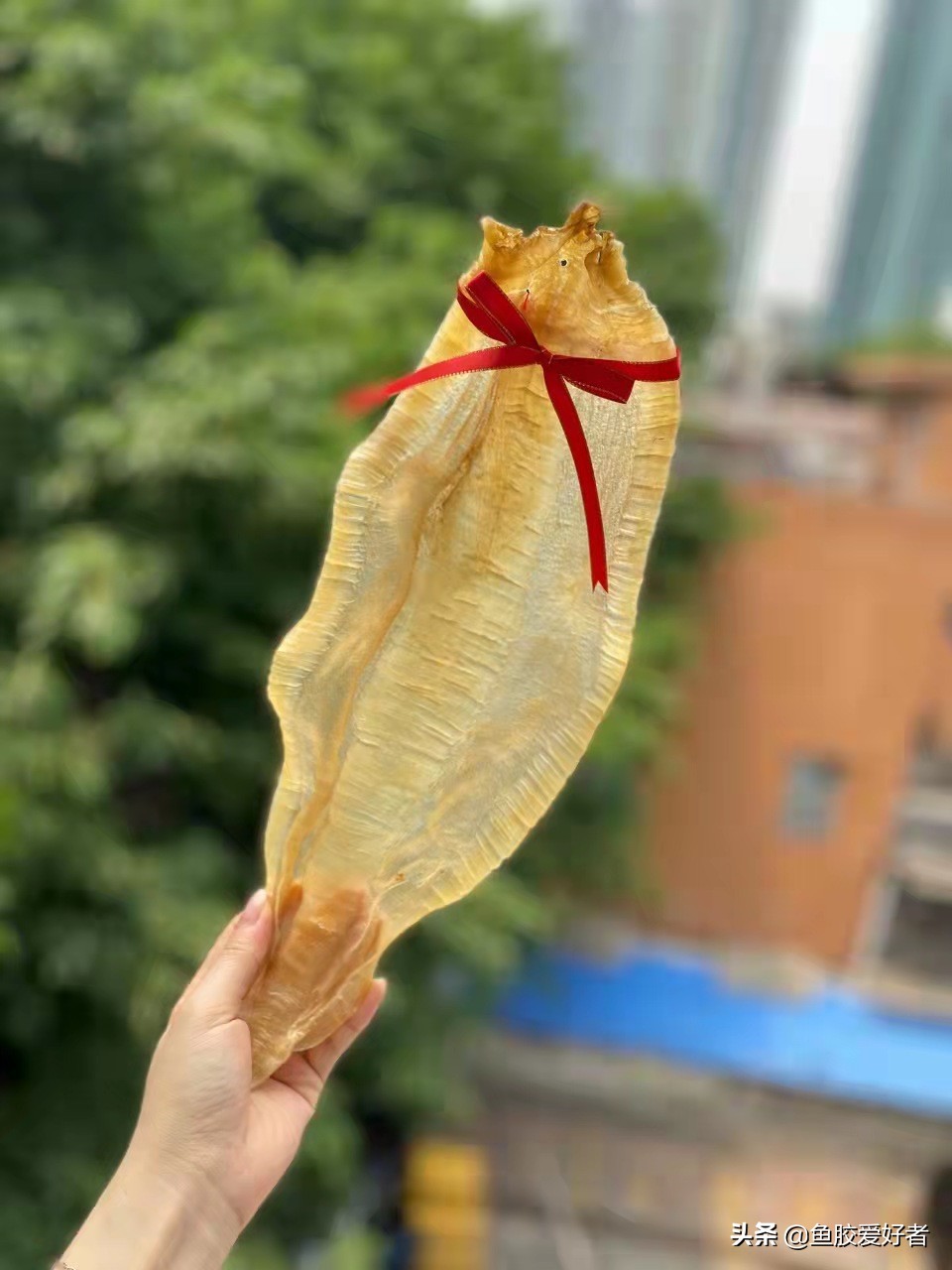 最全鱼胶品种大全,值得收藏的鱼胶品种