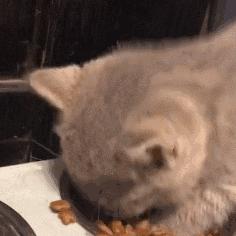 表面上可爱其实背地里也沙雕,表面萌萌哒