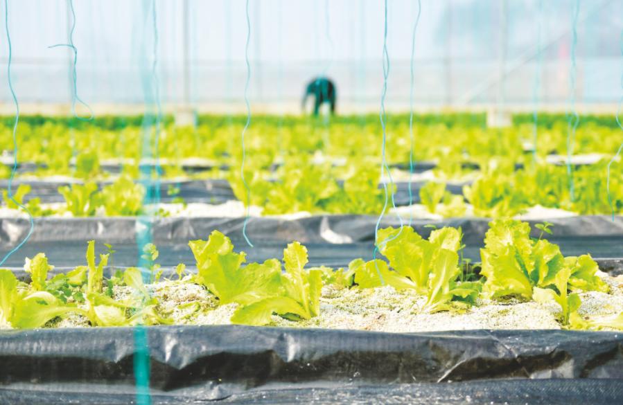 小山村种出了“院士菜”专家院士播下致富种子外出年轻人回乡创业