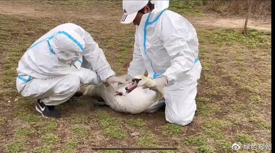 疣鼻天鹅二级保护动物,志愿者救疣鼻天鹅夫妇孵化鹅宝宝