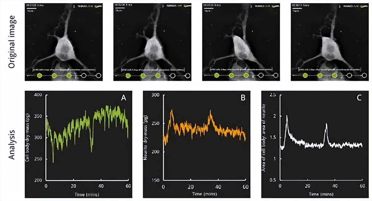 nanolive显微镜,nanolive3d活细胞成像