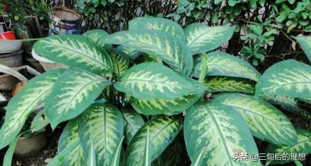 斑马绿植适合客厅的图,斑马花绿植