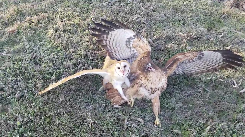 猴面鹰被人发现,猴面鹰有多可怕