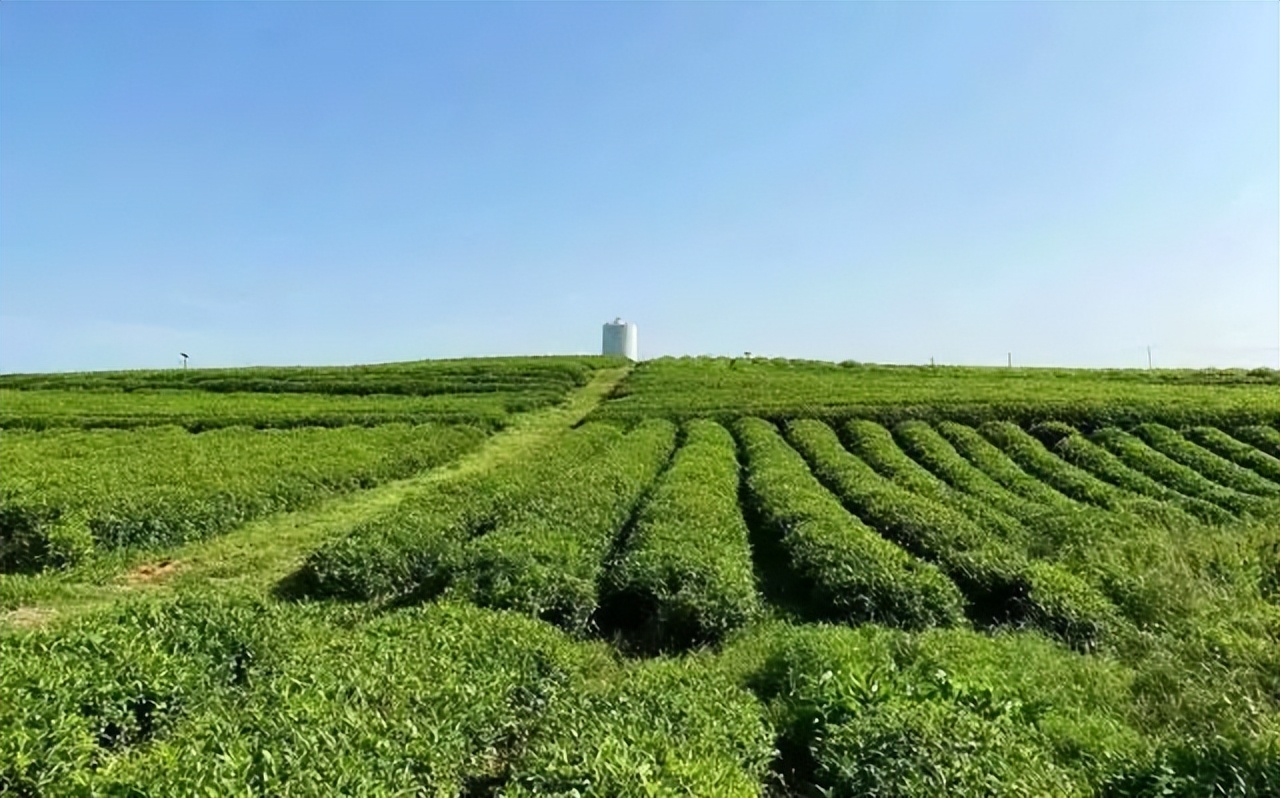 湖北有哪些红茶,湖北最受欢迎红茶