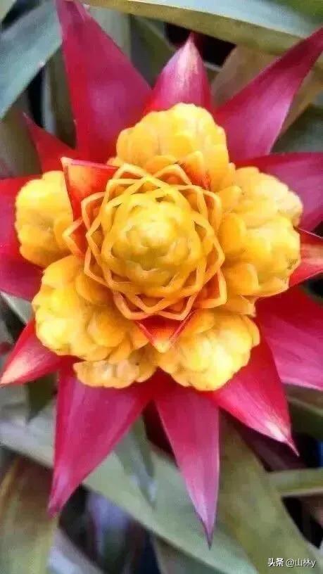 十大绝美花朵,绝美花朵视频