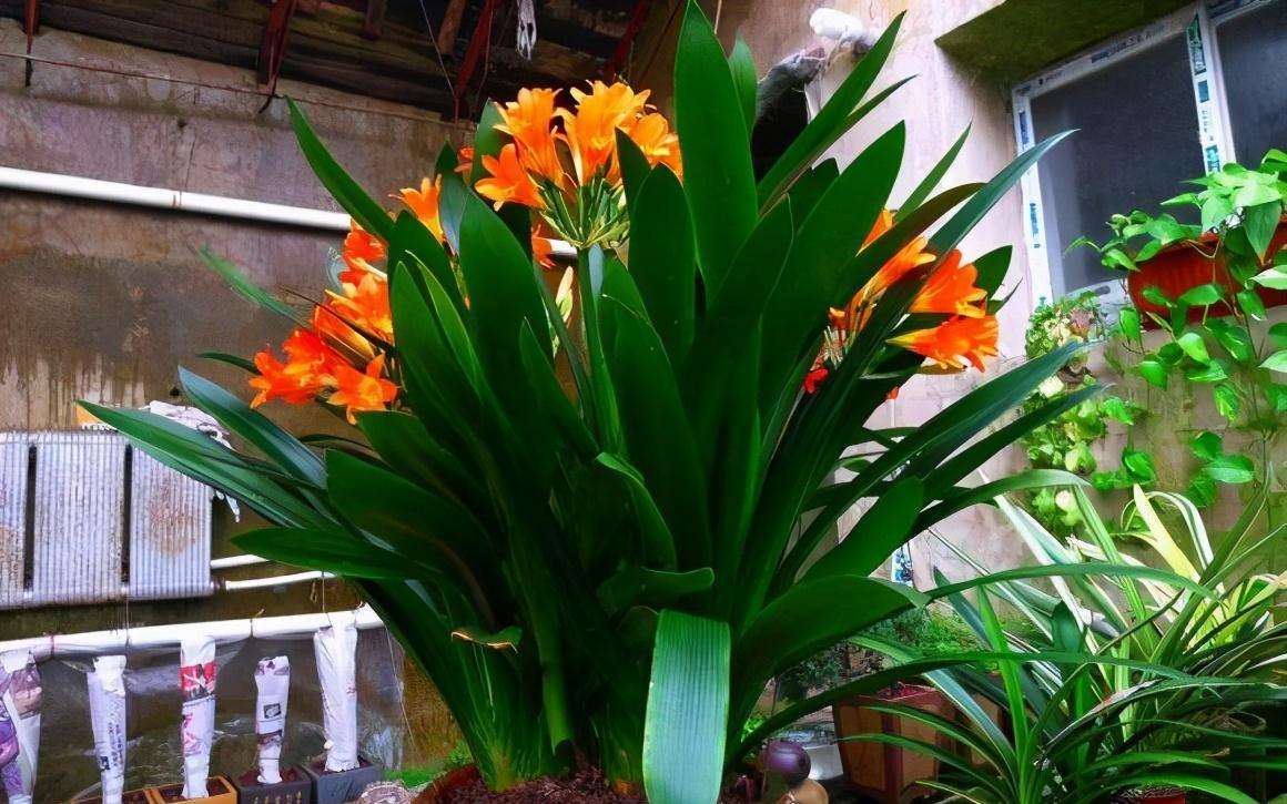 屋里放什么花最旺人,鲜花在家里的摆放位置