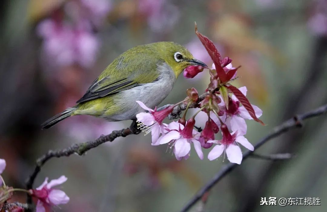 鸟儿大全高清图,高清珍稀鸟动态图片大全