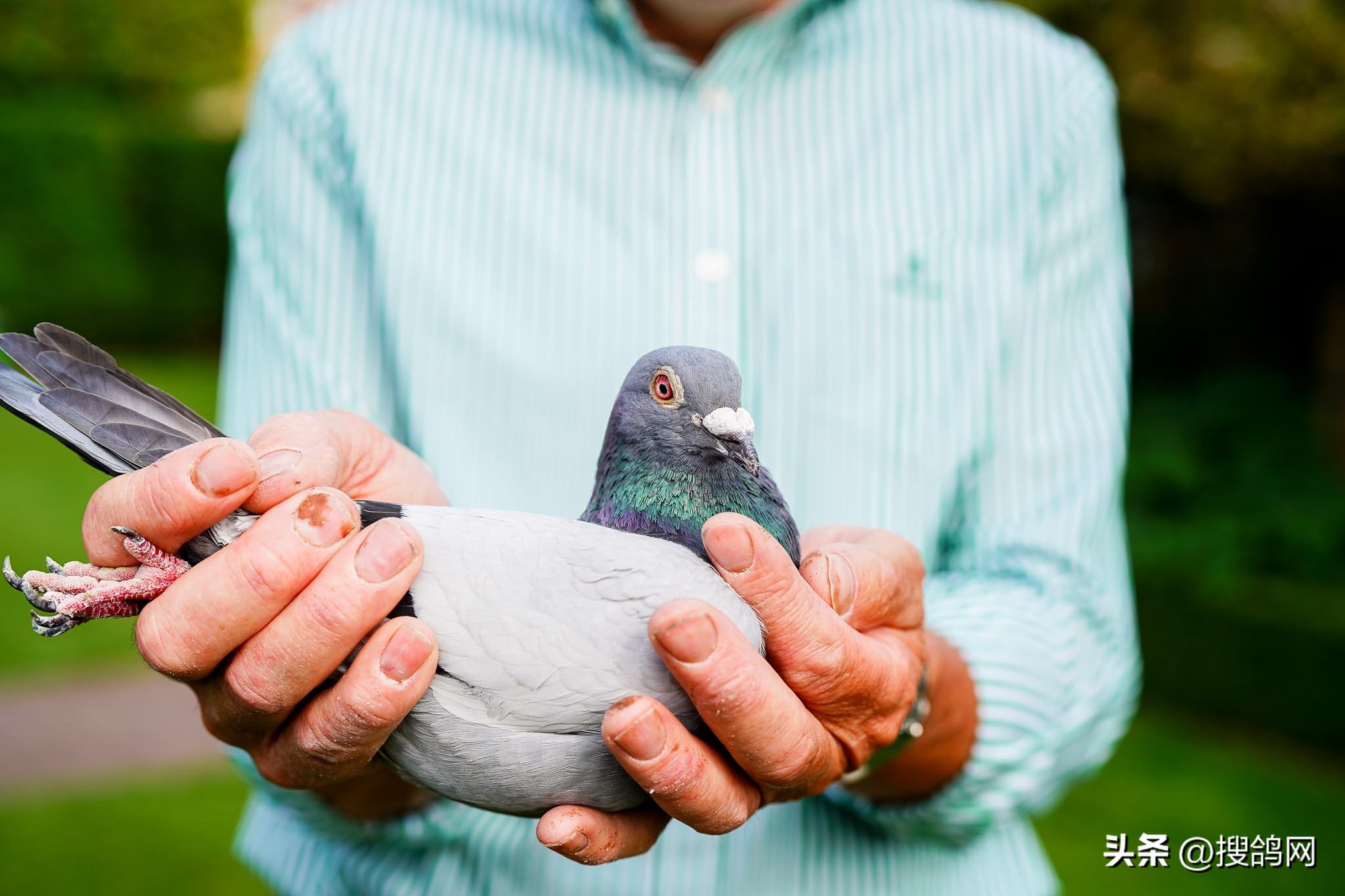 鲁迪狄萨尔信鸽,鲁迪狄萨尔鸽系的特点