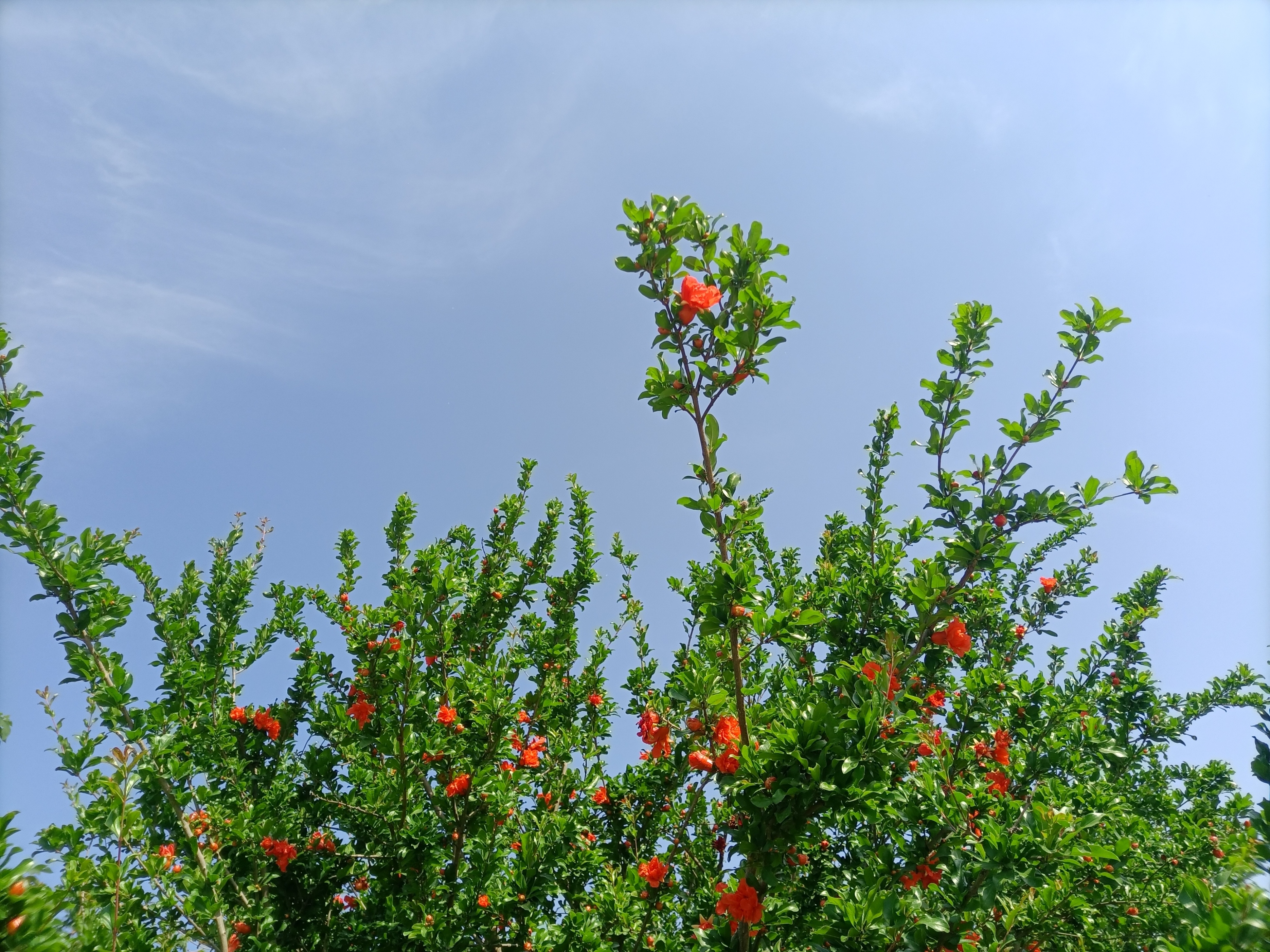 五月石榴花开的唯美诗句,关于石榴花的美文和诗句