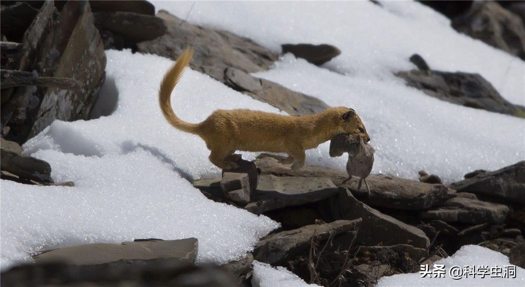黄鼠狼讨封成精后怎么处理,黄鼠狼成精的真实现象