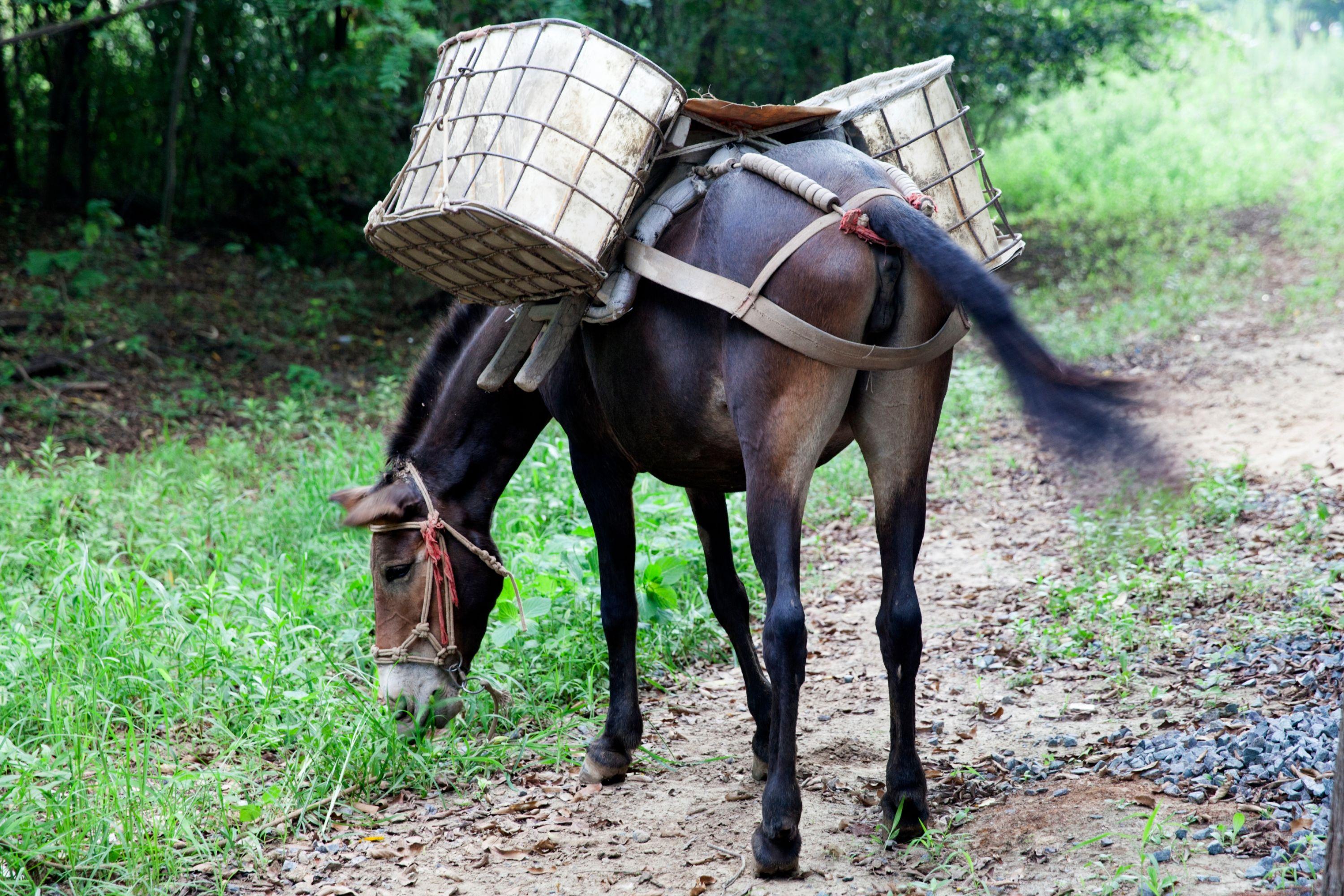马和牛能够杂交吗,公马和母牛算杂交育种吗