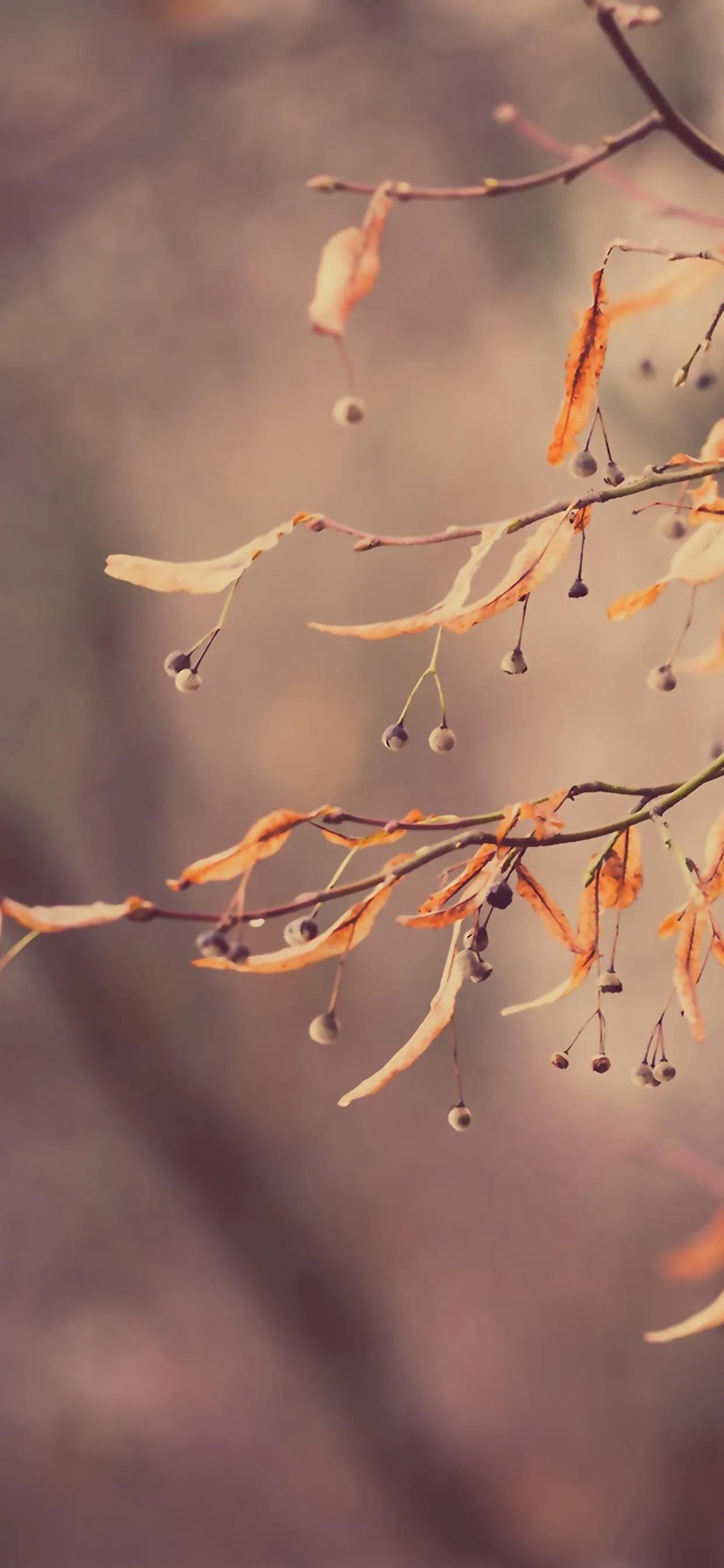 壁纸朋友专用,壁纸朋友高清