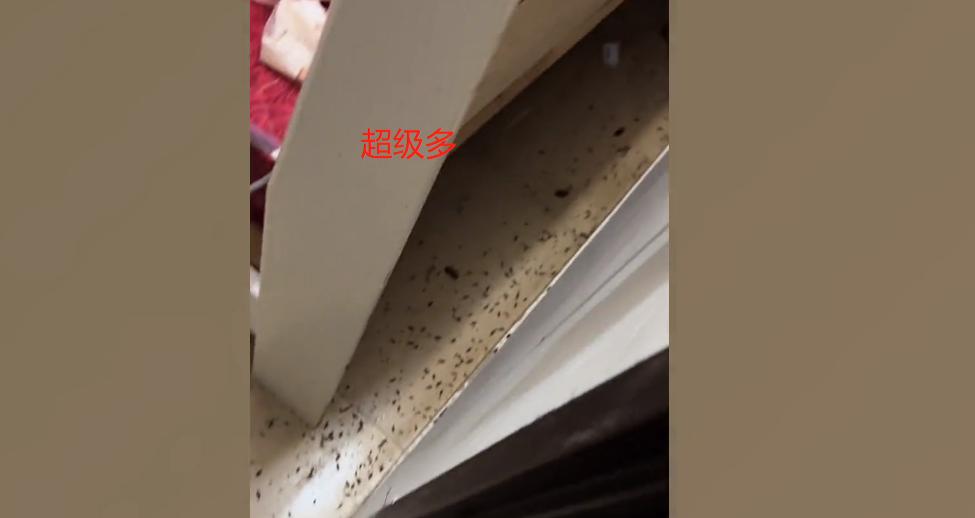 男子发现隔壁女租客房门口爬满蟑螂，开门一看吓懵：密密麻麻一屋