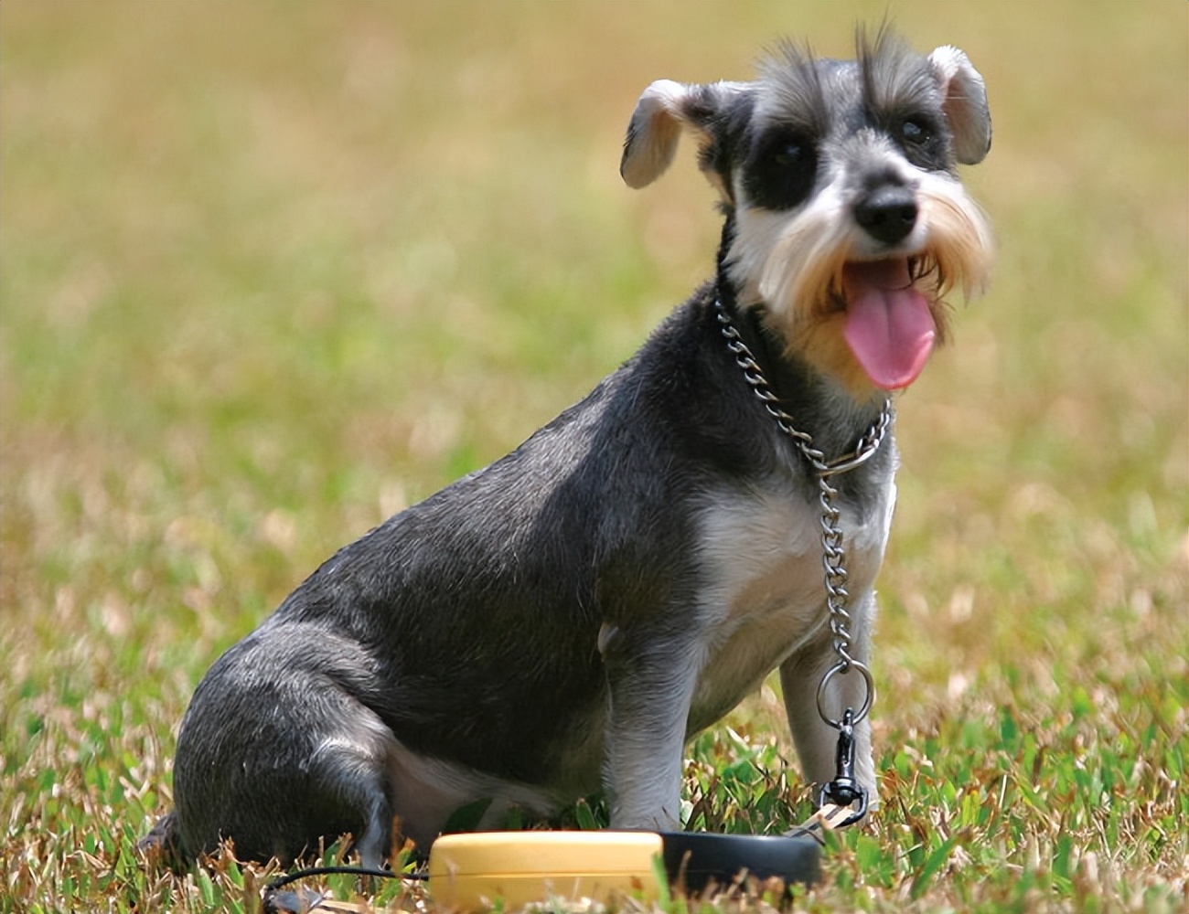 公认“不臭”的几只狗,很久不洗澡,身体还是香香的