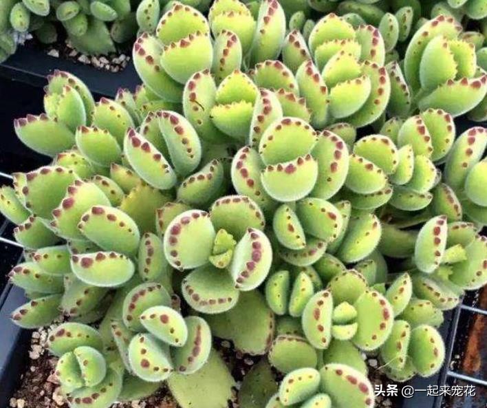 熊童子怎么样才能有红爪子,熊童子不长侧芽