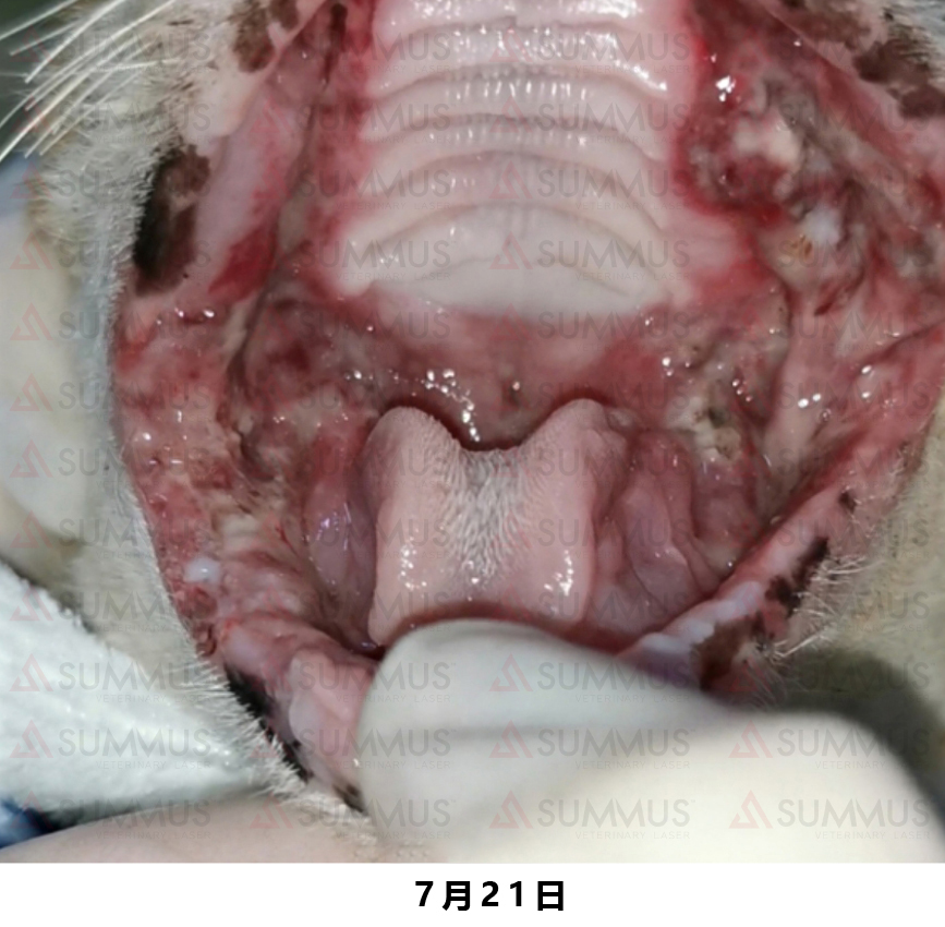 猫咪得了口炎谁有好办法治疗,猫咪得了口炎需要打什么针