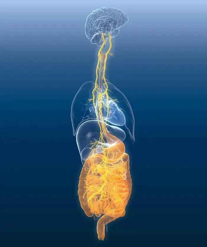 迷走神经紊乱抓哪里,胃肠迷走神经紊乱症状
