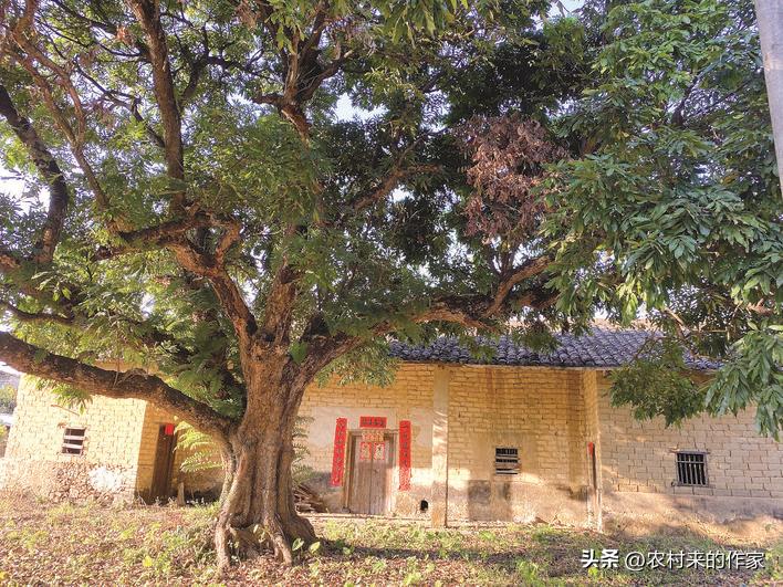 院中种树妻儿不相见后半句是什么,院中种树妻儿不相见什么意思