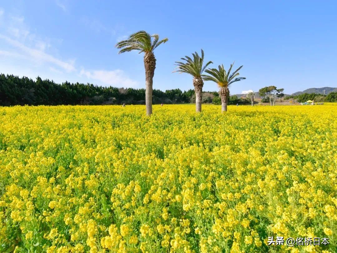 在最浪漫的时节抵达日本会变得幸运呢