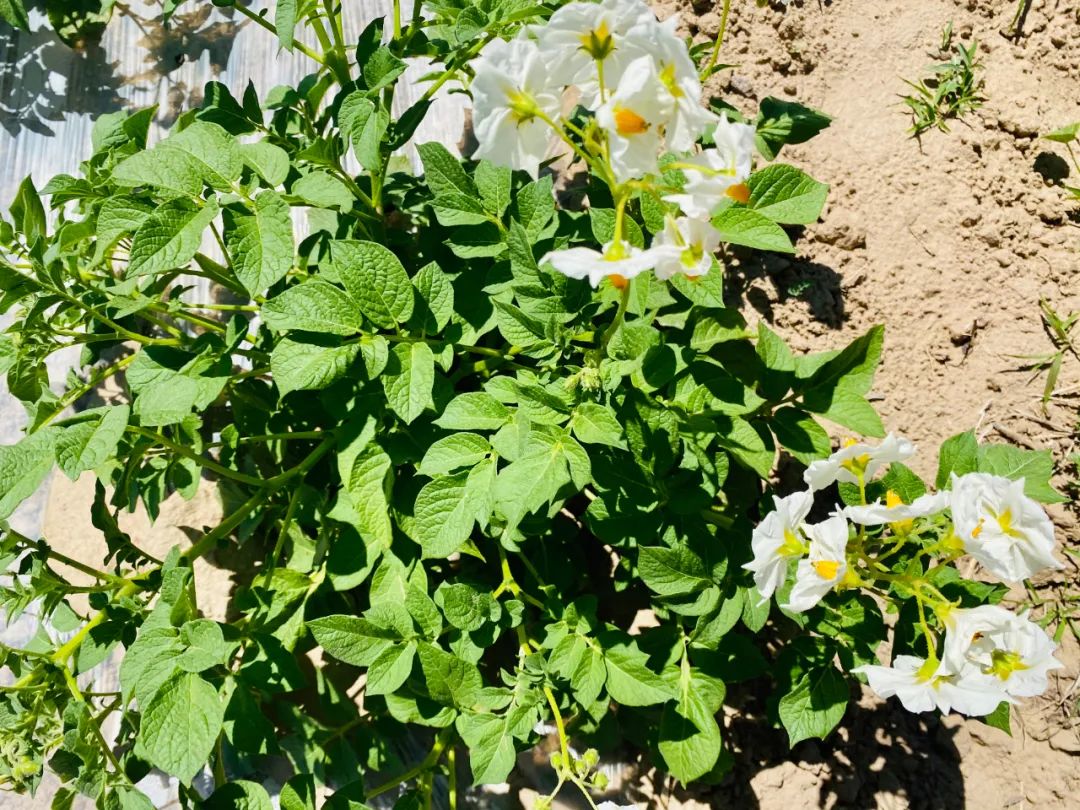 【融媒联动·全域旅游】美艳!专属农民的浪漫——青岚的洋芋花开“赛牡丹”