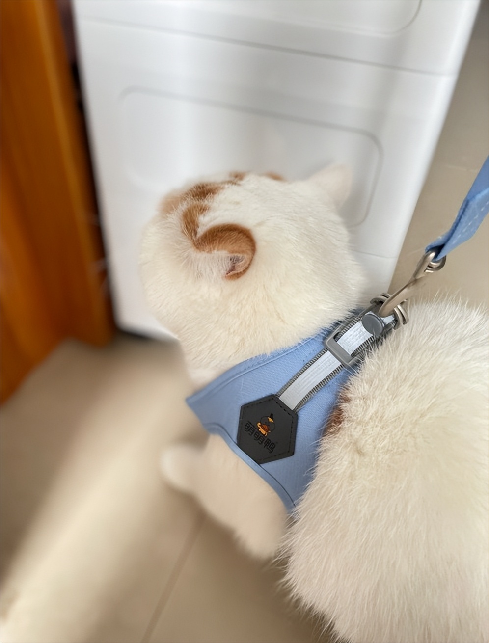 肥猫宠物猫砂推荐,猫咪博主推荐猫砂