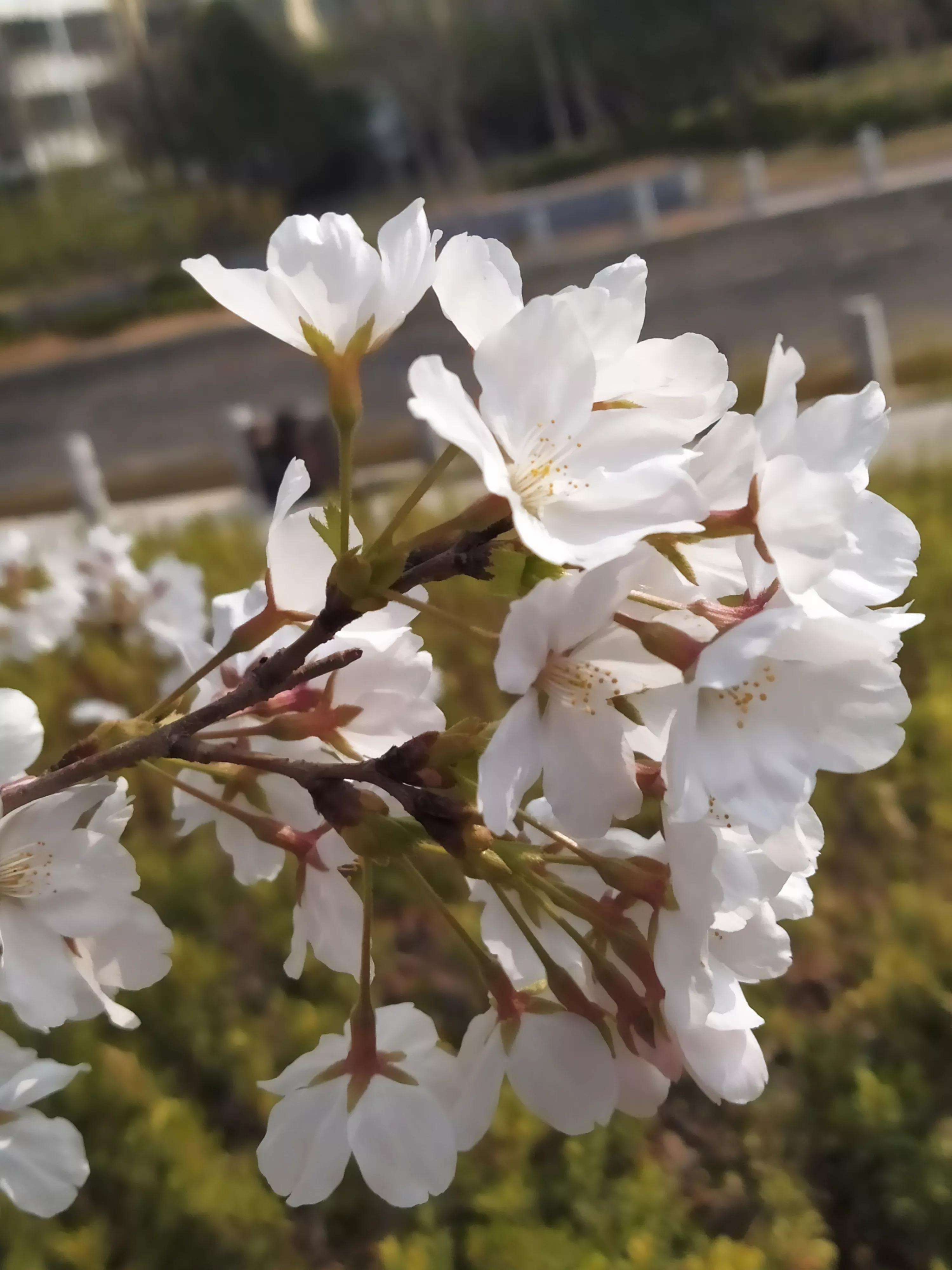 樱花烂漫的唯美句子,樱花烂漫几多时李商隐