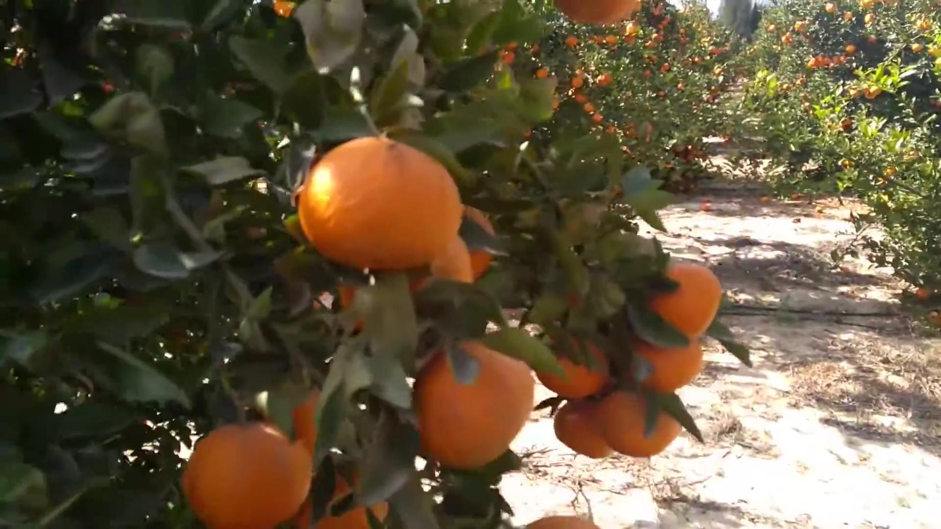 台湾水果滞销10万斤,茂谷柑销量