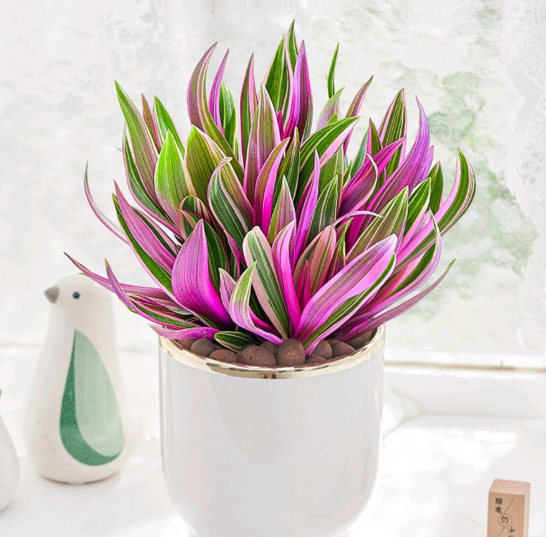 客厅好看的观赏花,小清新唯美油画花