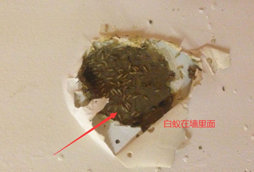 药店能买到白蚁药吗,在哪里买到正品白蚁药