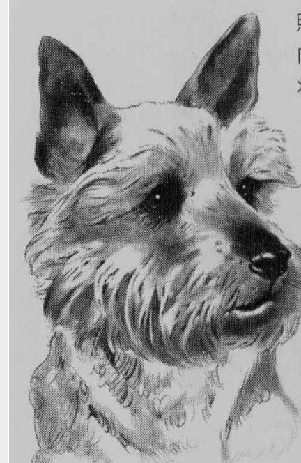 美国斗牛犬咬死女主人,1998年温顺杂交犬将主人折磨致死