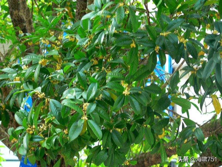 广东韶关始兴县澄江镇,广东韶关始兴县顿岗镇