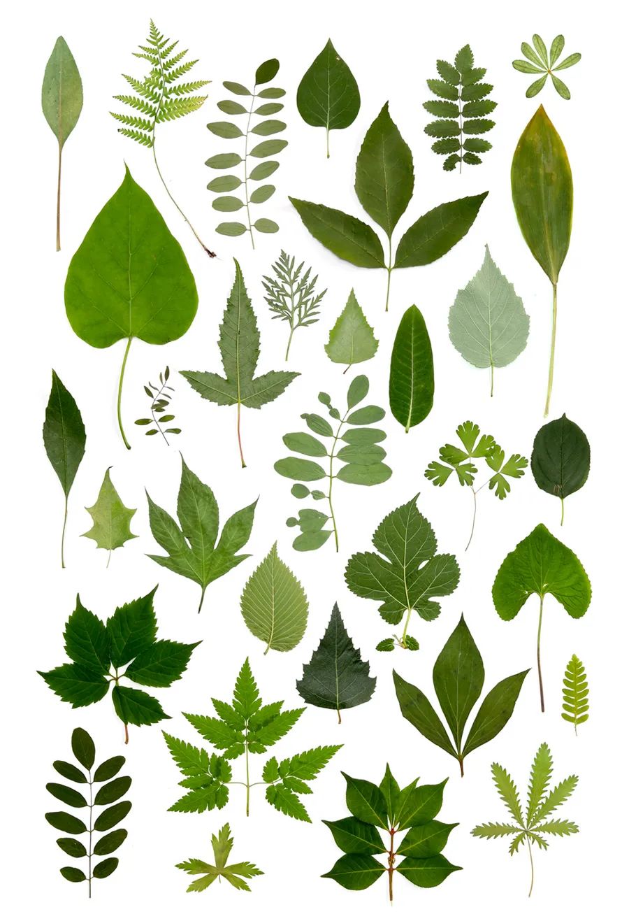 儿童画教程｜学习奇妙的漏印版画——生机盎然的春