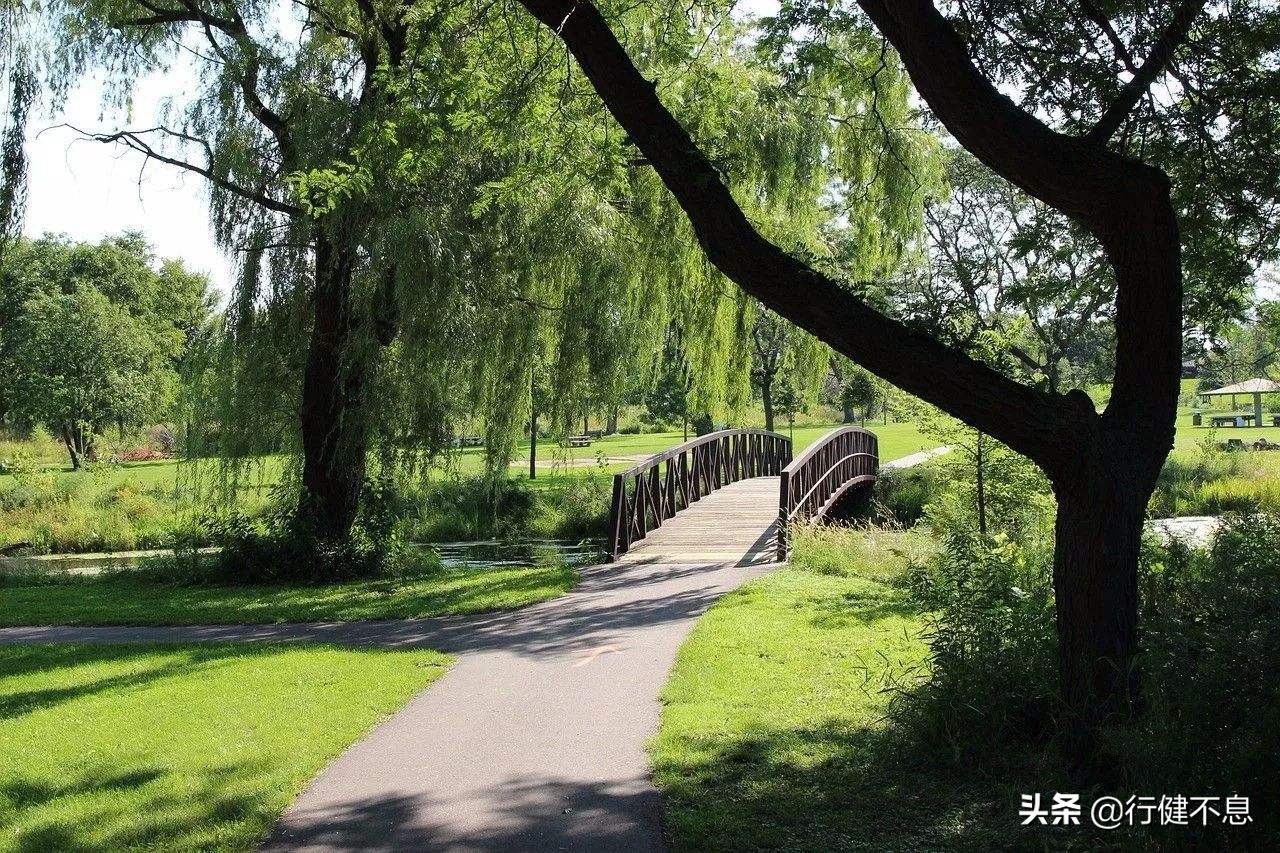 关于咏柳著名诗句及其赏析,咏柳经典诗词100首