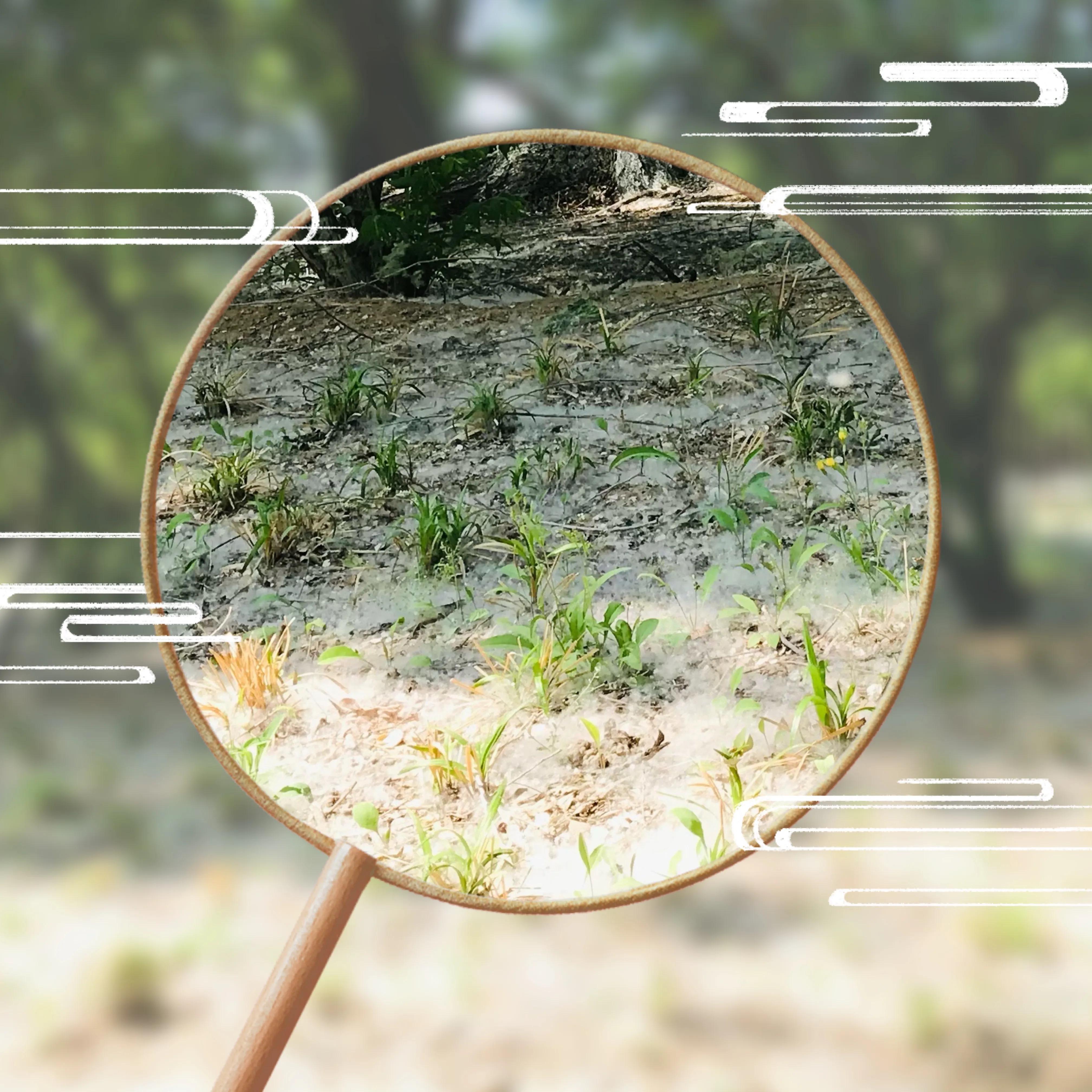 落英缤纷的全部小说百度云,落英缤纷下一句