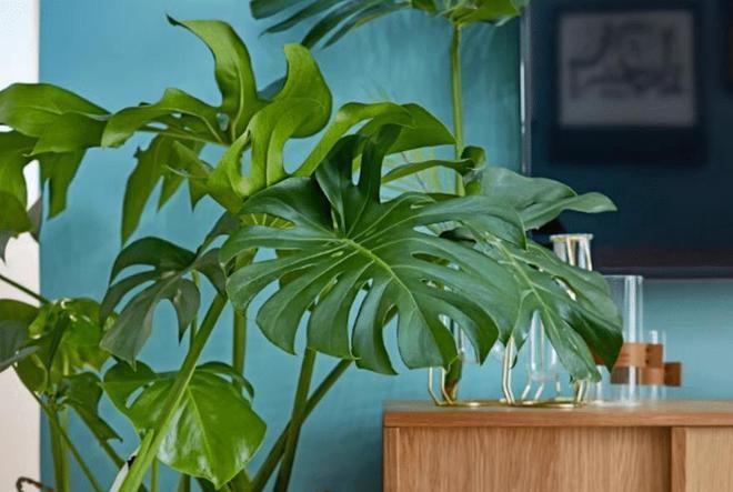 龟背竹抗冻,龟背竹冬天叶片变黄了怎么办