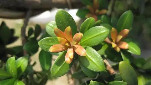 罗汉稀有品种,罗汉鱼寿命