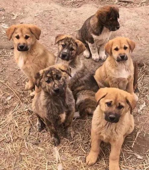 《狗王单耳立》1:大笨狗泛滥成灾，德牧野合生“祸胎”