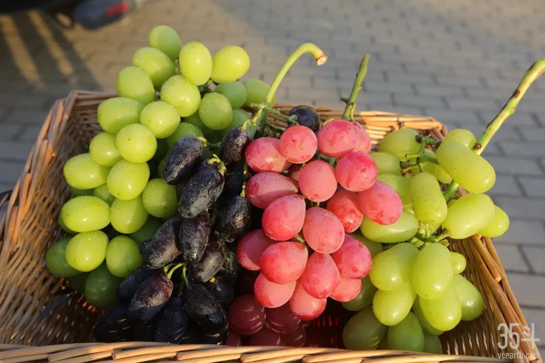 神园葡萄,神园葡萄科技有限公司