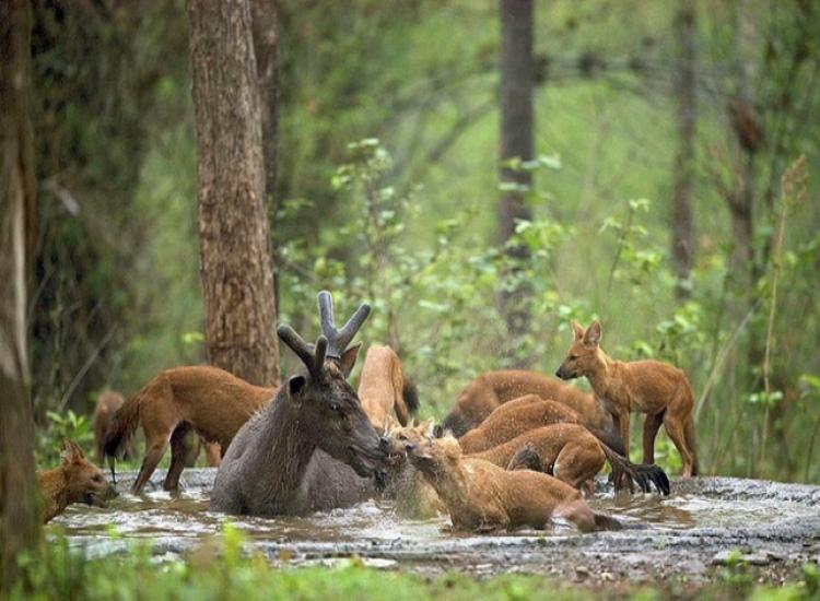 祁连山出现的红狗,祁连山出现红狗是否是传说中的狈