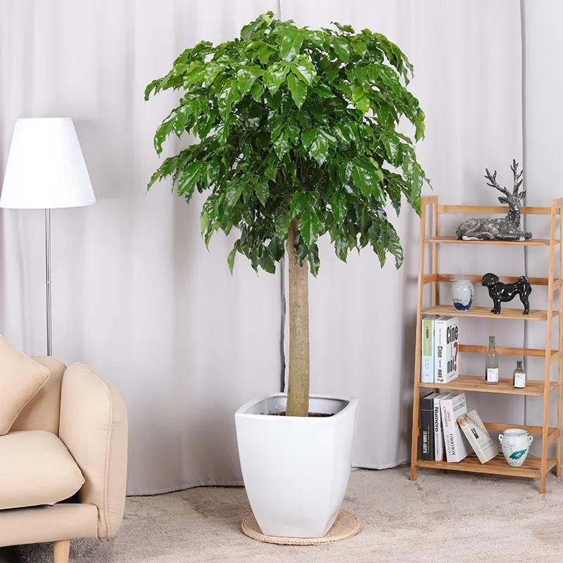 客厅旺宅的树,招财树摆放家里的风水讲究