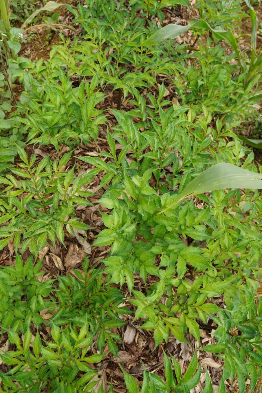 「强国复兴有我」看绿春最强创业搭档，将“小魔芋”变身“金疙瘩”