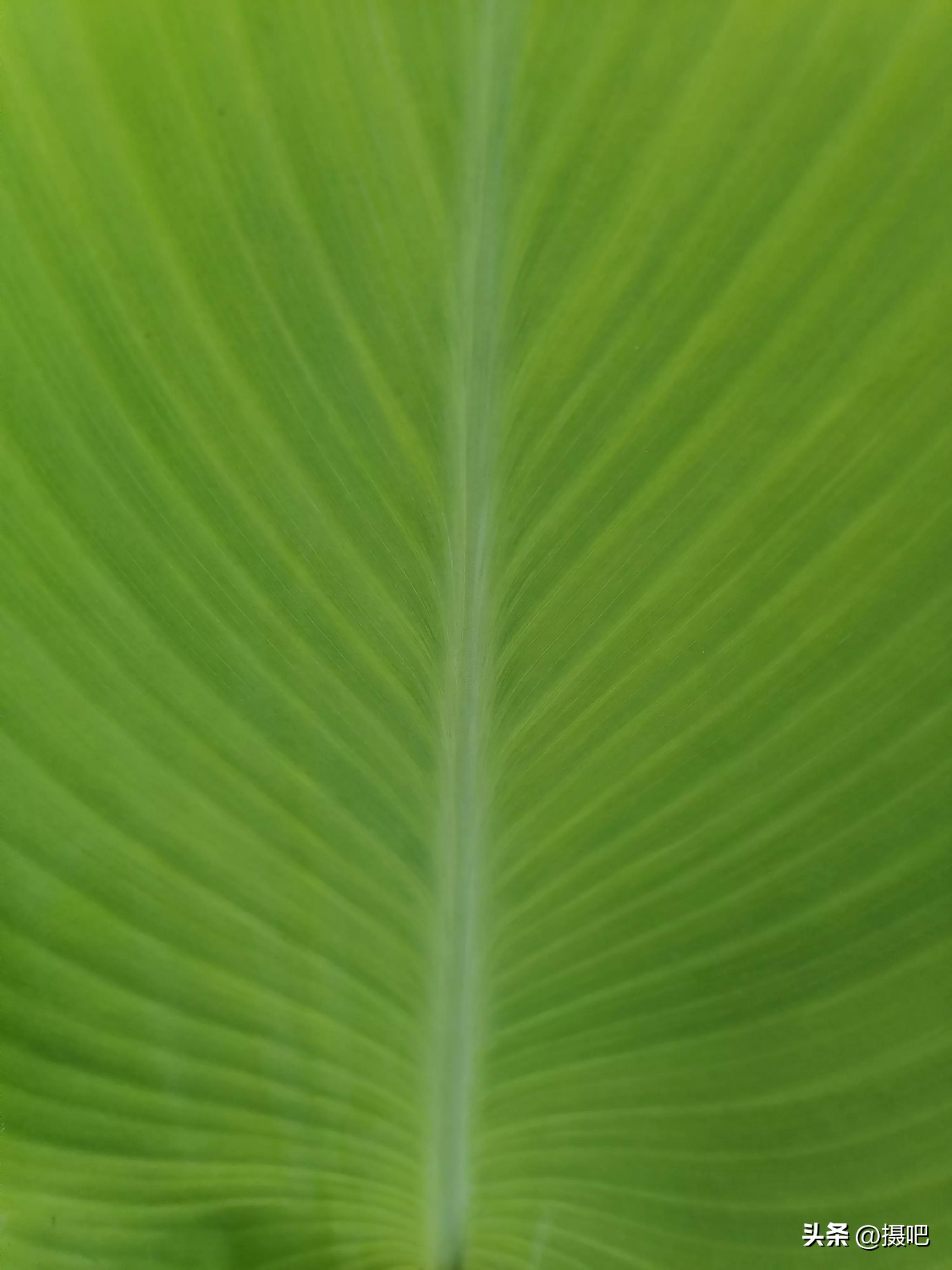 特大新鲜粽叶,大粽叶长在什么地方