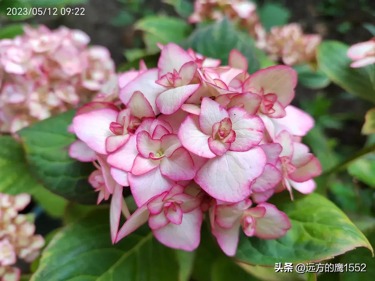 纱织小姐绣球是新老枝开花吗,绣球纱织小姐开花后的养护